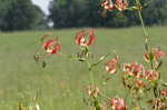 Turk's cap lily